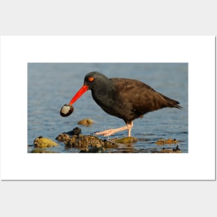 A Clamcatching Black Oystercatcher Posters and Art